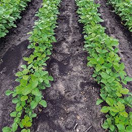 Soybean Row