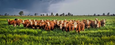 Kansas pasture cows