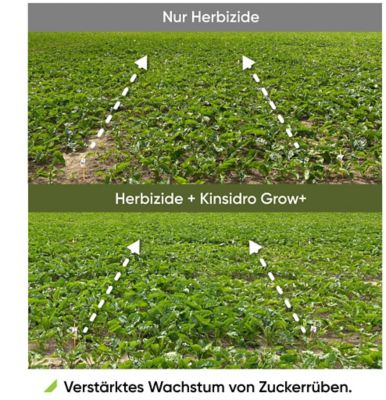 KinsidroGrow+_DE_2026_sugarbeet_1080x1920