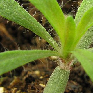 Kochia seedling