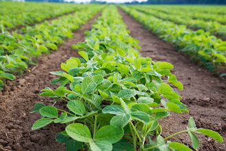 Back of sprayer in wheat field