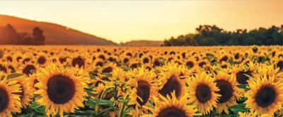 Lumisena, campo de girasoles