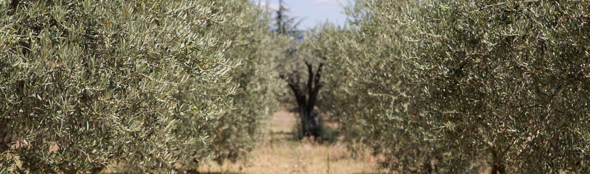 Una PAC orientada a impulsar la sostenibilidad y la digitalización