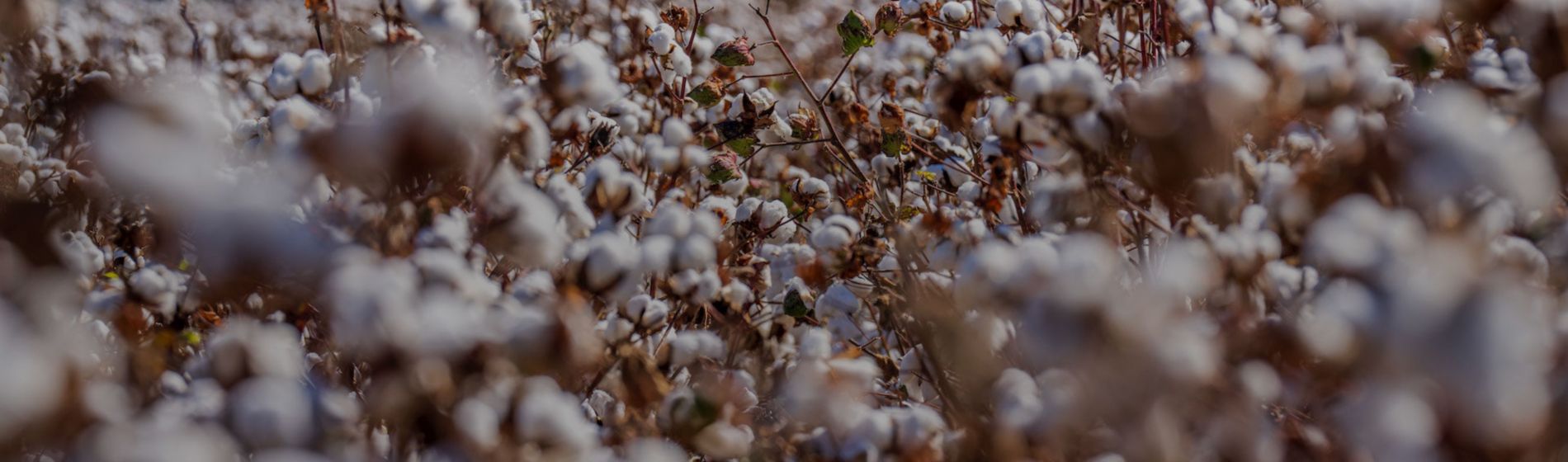 La sequía amenaza los campos de algodón