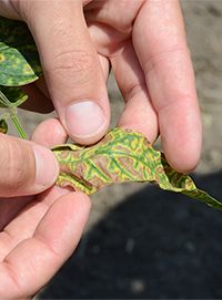 hand holding soybean leaf