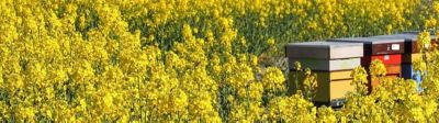 Le colza très utile pour les abeilles, en début de saison
