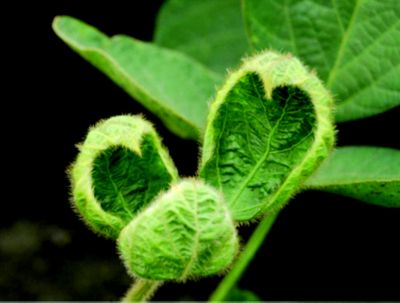 Leaf cupping Dicamba Soybeans