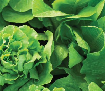 Leafy Vegetable Product Use Guide