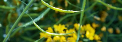 A close-up image of pods and flowers on a winter canola plant.