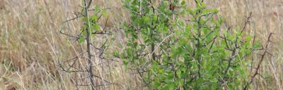 Lotusbush