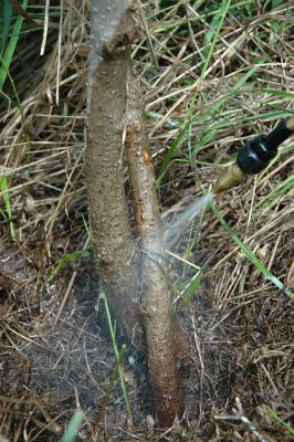 Low volume basal spray