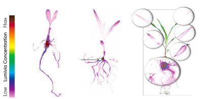 Lumivia CPL concentration graphic
