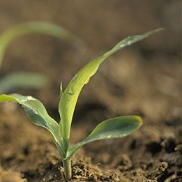 Planta nascida da terra