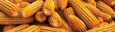 Connaissez-vous tous les atouts du maïs ?