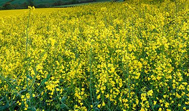 mustard field and plants
