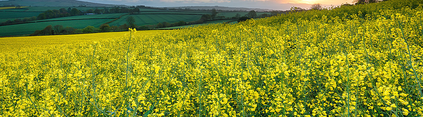 mustard field and plants