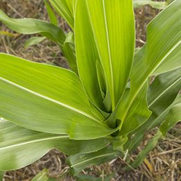 Planta de maíz