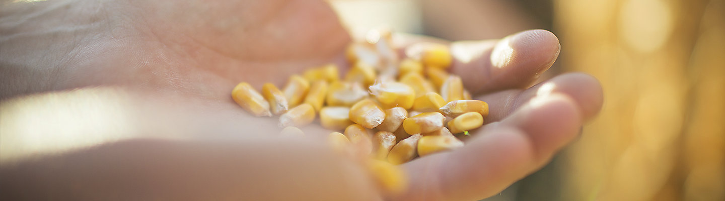Imagen de mano sosteniendo semillas de maíz para Desktop