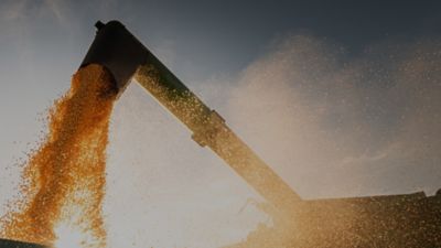 Midseason cornfield - long shot