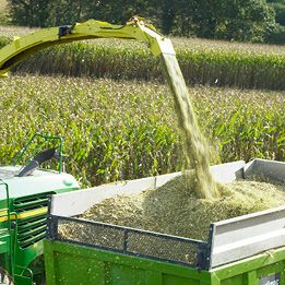 Maize forager spout