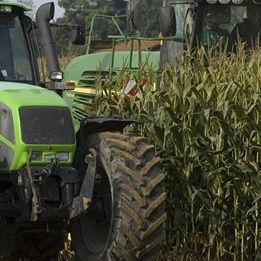 Maize Silage