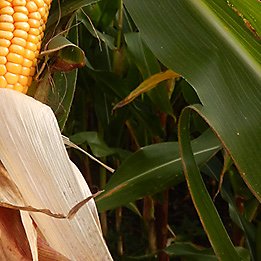 Maize cob and leaves