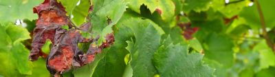 Maladies de la vigne