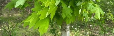 maple sapling