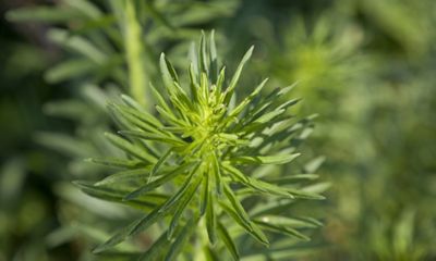 Marestail - large