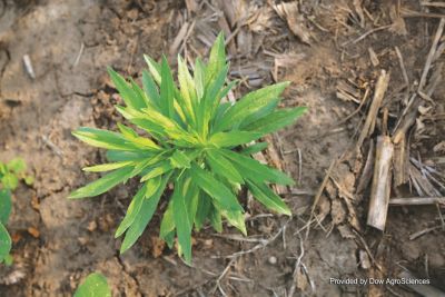 Small marestail