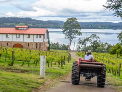Marion’s Vineyard, Tamar Valley , Tasmania