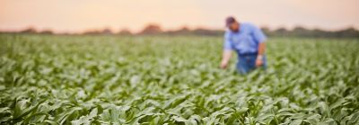 Man examining corn leaves, Nitrogen maximizers portfolio page