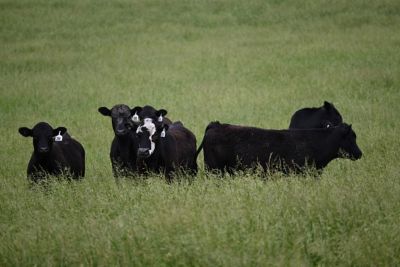 Cows in pasture