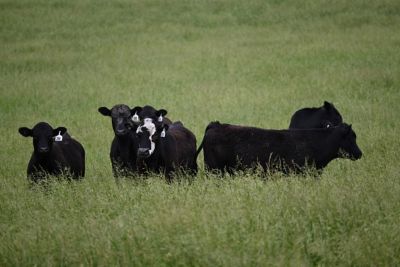 Cows in pasture