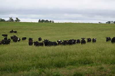 McCrea cattle on pasture