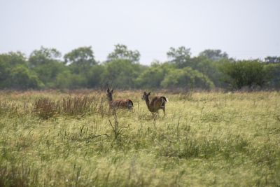 Wildlife at the McFaddin ranch