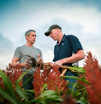 Photo - men in sorghum field - examining plant roots