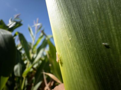 Imagem_1_Importância_da_utilização_de_fungicidas_multissitios