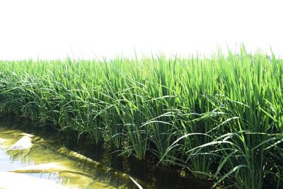 Mid season rice