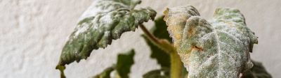 Mildiou sur feuille de tournesol