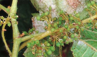 Mildiou de la vigne