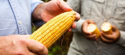 Produção de milho-verde: quais características são decisivas na escolha do híbrido?