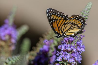 Monarch butterfly on a purple flower