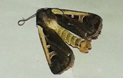 Moth Image