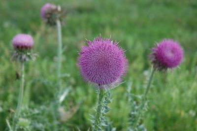 musk thistle