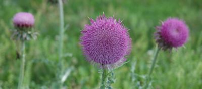 musk thistle