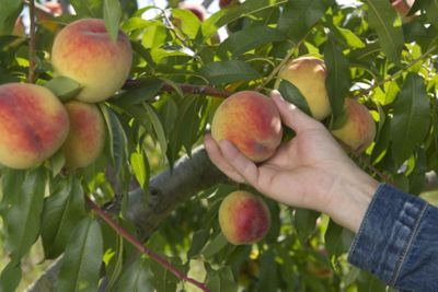 Healthy cabbage roots