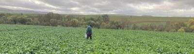 N’oubliez pas de peser la biomasse de vos colzas avant l’hiver 