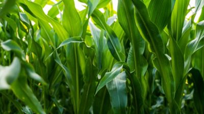 Southern Rust in Corn: Are Farmers Ready?