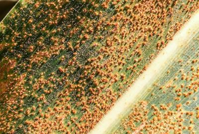 southern rust on corn leaf